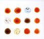 Peter Gabriel: Scratch My Back and I'll Scratch Yours - CD