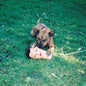 Joyce Manor: Cody - VINYL