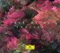 Tale of Us: Endless - CD