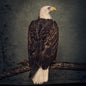 Clutch: Book Of Bad Decisions - VINYL