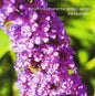 Matt Church & the Golden Apples: Blue Lake - CD