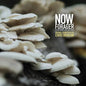 Chris Brokaw: Now Forager (Original Soundtrack) - VINYL
