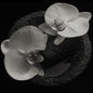 Mike Patton: Corpse Flower - VINYL