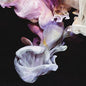 Simian Mobile Disco: Murmurations - VINYL