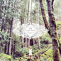 Dana Sipos: Trick Of The Light - VINYL