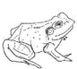 Aoife O'Donovan: Bull Frogs Croon (and Other Songs) - VINYL