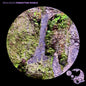 Resilience: Forgotten World - CD