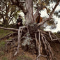 Blu & Exile: Miles - CD