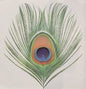 XTC: Apple Venus 1 - CD