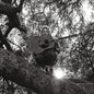 Ty Segall: Hello Hi - VINYL