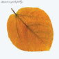 Pete Jolly - Seasons - VINYL