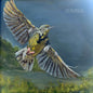 The Wildwoods: Dear Meadowlark - CD