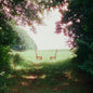 Ratboys: Singin' to an Empty Chair - CD