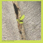 Booker Stardrum: Close-up On The Outside - VINYL
