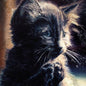 Perzeptiver Dampfkessel Qualmt Besinnlich: Pussy Disco - CD