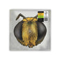 King Gizzard & The Lizard Wizard - Big Fig Wasp - RSD Bee EP