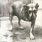 Alice In Chains - Alice In Chains (30th Anniversary) - VINYL