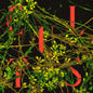 Cults - Host - VINYL