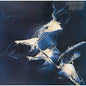 Weather Report - Weather Report - ORG Music LP