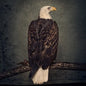 Clutch - Book Of Bad Decisions - VINYL
